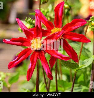 Closeup of two blooms of Dahlia Honka Red. Stock Photo