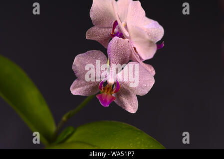 Purple orchid on black background Stock Photo