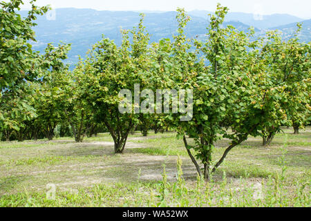 Plantation of hazelnut trees in the Langhe in Piedmont Italy Stock Photo