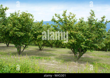 Plantation of hazelnut trees in the Langhe in Piedmont Italy Stock Photo
