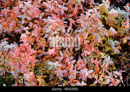 Huckleberry leaves in autumn colors and covered with frost Stock Photo