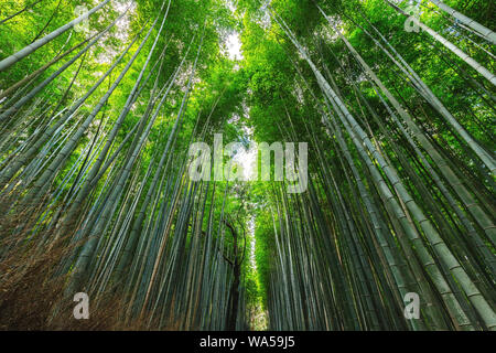 The very tall bamboo trees forest of Arashiyama near Kyoto, Japan Stock Photo