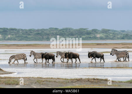 Mixed herds of zebra and wildebeest fording a waterway durng the Great Migration, Lake Ndutu, Serengeti, Tanzania. Stock Photo