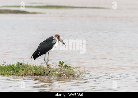 Marabou stork standing in flooded Lake Ndutu, Serengeti, Tanzania Stock Photo