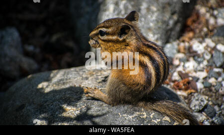 a chipmunk eating sunflower seeds Stock Photo