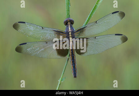 Widow Skimmer dragonfly (Libellula luctuosa), female, perched on blade of grass, E USA, by Skip Moody/Dembinsky Photo Assoc Stock Photo