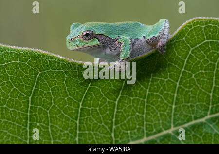 Common Gray Tree Frog (Hyla versicolor) resting on Common Milkweed leaf (Asclepias syriaca), Eastern USA, by Skip Moody/Dembinsky Photo Assoc Stock Photo