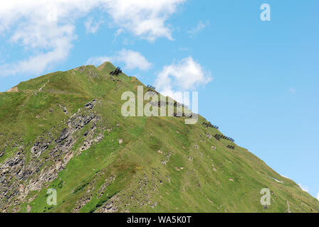avalanche protection on hilltop in alps, Europe Stock Photo