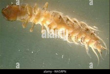 Hellgrammite hi-res stock photography and images - Alamy