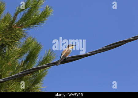 European or African bee eater or bee-eater Latin merops apiaster family meropidae gruccione perched on a wire near a Mediterranean pine in Italy Stock Photo