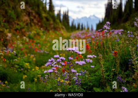 Natural background made of bright, colorful, vibrant selections of wildflowers on the Meadows in the Sky Parkway, Mount Revelstoke National Park Stock Photo