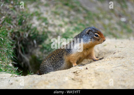 Columbian ground squirrel (Urocitellus columbianus) sitting, watching and guarding the entrance of its burrow in Glacier National Park, Rogers Pass ar Stock Photo