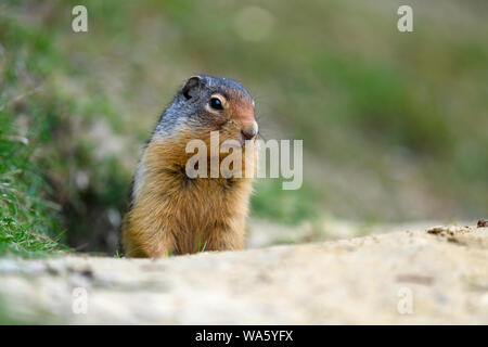 Columbian ground squirrel (Urocitellus columbianus) sitting, watching and guarding the entrance of its burrow in Glacier National Park, Rogers Pass ar Stock Photo