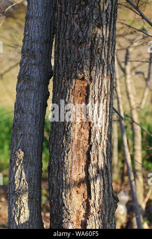 bark on an elm tree Latin ulmus or frondibus ulmi showing the start of Dutch elm disease also called grafiosi del olmo in Italy Stock Photo