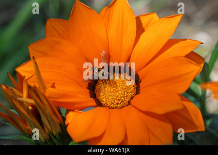 orange and black European hover-fly or episyrphus balteatus on gazania rigens or splendens variegata also known as treasure flower in the daisy family Stock Photo