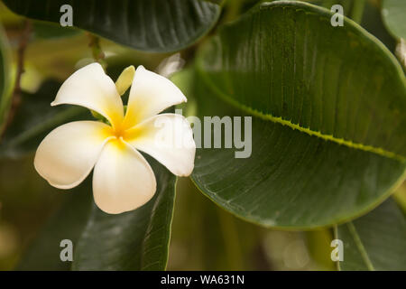 Tropical white frangipani flower on green leaves background. Close up plumeria tree. Stock Photo