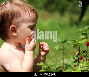 a small white child stands near a bush of red currant and eats berries. Stock Photo