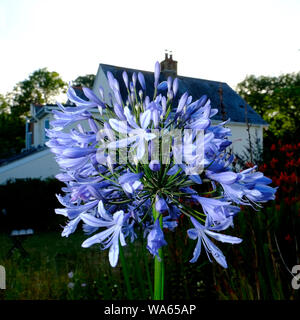 A potted Agapanthus during the height of an English summer in full bloom Stock Photo