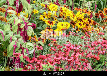 Red yellow  flowers, Gaillardia, Amaranth, Black-Eyed Susan  Rudbeckias, mixed flower bed August Stock Photo