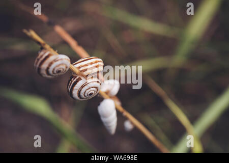 Little snails shells on the dried plant Stock Photo