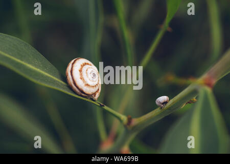 Little snail shell on the green leaf Stock Photo