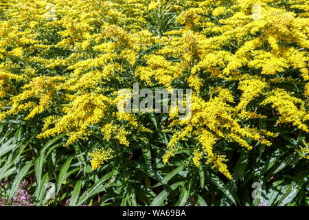 Yellow flowers, Goldenrod Solidago 'Strahlenkrone', August Goldenrod flowers Stock Photo