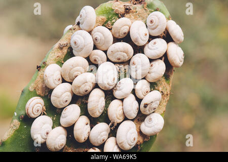 Close up of group of snails on cactus Stock Photo