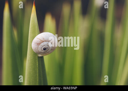 Small snail on a cactus on a sunny day in the Provence, France