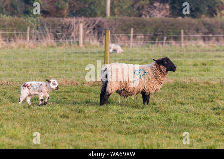 Baby spring lamb following after its mother in a Suffolk farm field Stock Photo