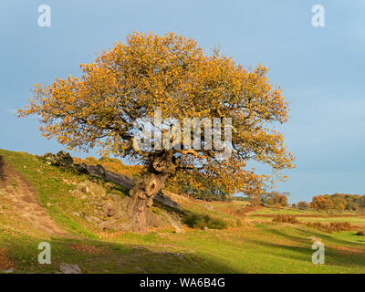 One old sunlit English Oak tree in Autumn, Bradgate Park, Leicestershire, England, UK Stock Photo