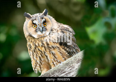 eagle owl sitting on a branch close up Stock Photo