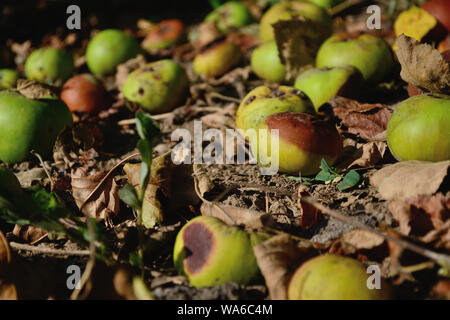 Green apples on the ground fallen from the tree, Malus domestica Stock Photo