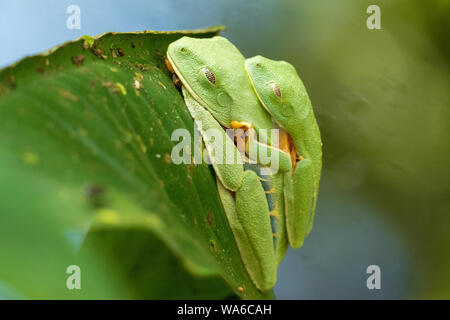 Two red eyed tree frogs sleeping on leaf Stock Photo