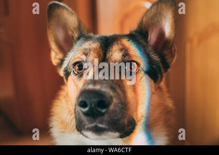 Reflection Of A Multi-colored Rainbow On The Face Of A Dog. Mixed-breed Dog Lying On Floor Indoor. Stock Photo