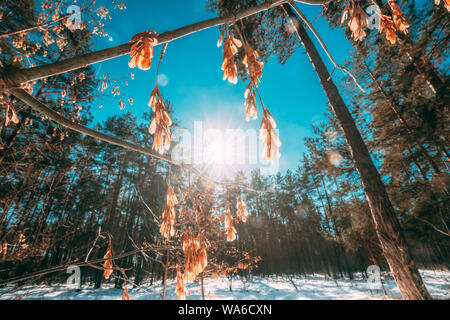 Sunshine Through Dry Of Maple Branches In Sunny Winter Day. Close Up Of Maple Distinctive Fruits Also Called Samaras, Maple Keys, Whirlybirds Or Polyn Stock Photo