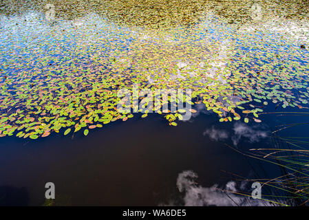 Sky with some clouds reflecting on a pond with dark water and aquatic plants' leaves Stock Photo