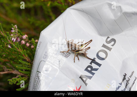 A female Bog bush-cricket sitting on a crushed and discarded Stella Artois beer can that has been left in heather. New Forest Hampshire UK GB Stock Photo