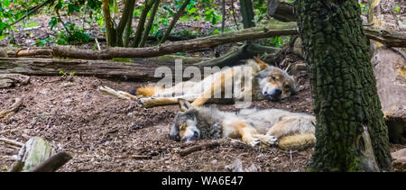 grey wolf couple laying on the ground together in the forest, Wild animal specie from the forests of Eurasia Stock Photo