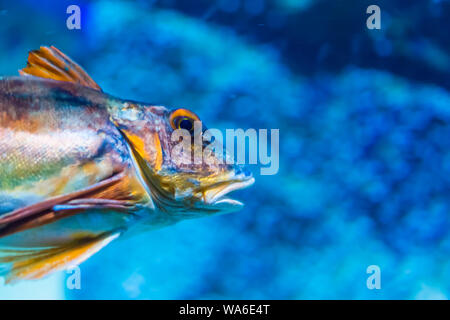 closeup of the face of a sea bream, popular fish specie from the atlantic ocean Stock Photo