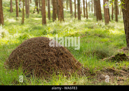 A nest of the wood ant, Formica rufa, in coniferous woodland in the New Forest in Hampshire England UK GB. The ants are also known as southern wood an Stock Photo