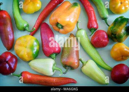 On the blue background of a variety of color and shape of the fruits of bell peppers of different varieties. Stock Photo