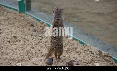 Meerkats at Longleat Safari Park