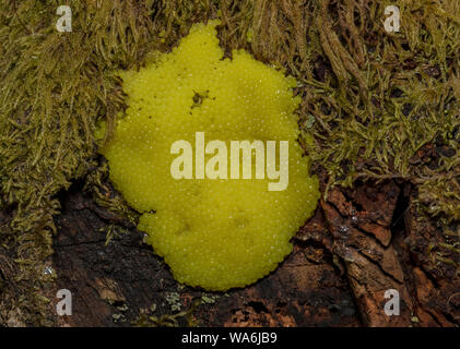 A slime mould, 'salmon eggs', Trichia decipiens, on old wood in spring, Exmoor. Stock Photo