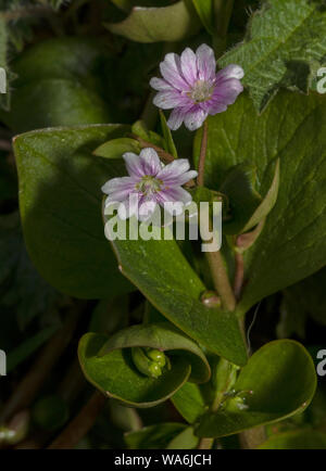 Siberian spring beauty or pink purslane, Claytonia sibirica, in flower; naturalised in Somerset. Stock Photo