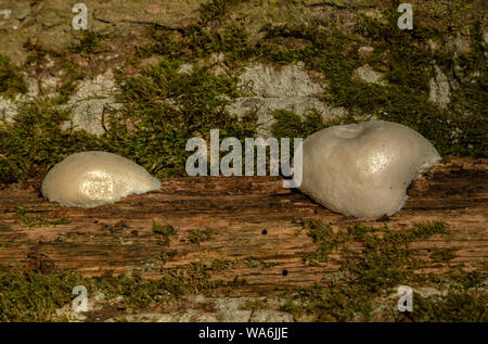 False Puffball, Reticularia lycoperdon, growing on old wood in spring, Exmoor. Stock Photo