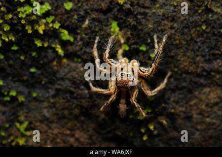 Curious Spider on a wall avoiding being photographed Stock Photo