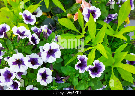Beautiful fresh petunia flowers planted in a garden. Close up overhead view. Stock Photo