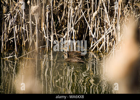 Pacific Black Duck between the reeds swimming, Launceston Tasmania, Australia Stock Photo