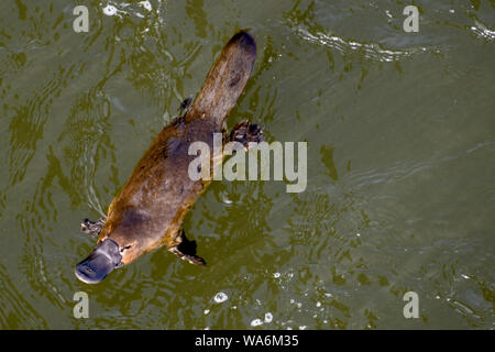 Platypus swimming in Meander River, Deloraine Tasmania, Australia Stock Photo