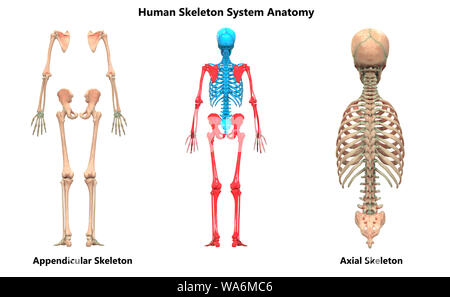 Human Skeleton System Appendicular and Axial Skeleton Anatomy Stock ...